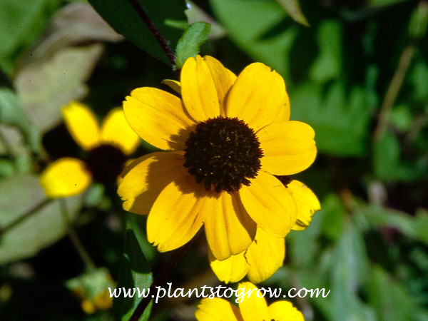 Brown-Eyed Susan (Rudbeckia triloba)
Daisy-like flowers are up to 1 1/2” diameter with 6-12 yellow rays and brown-purple center disk